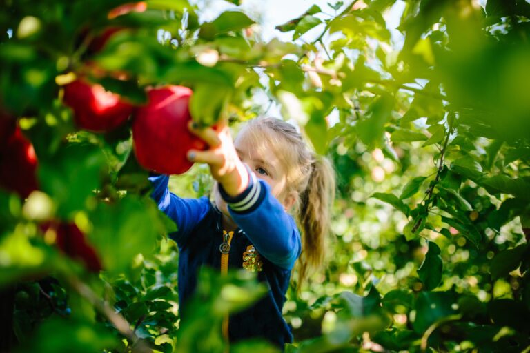 Zelf fruit plukken — markt-eten in Emmeloord